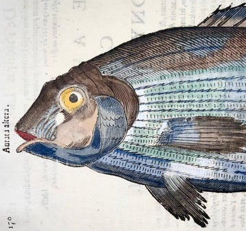 Aldrovandi; Fish, Sea Bream - folio with woodcut - 1638
