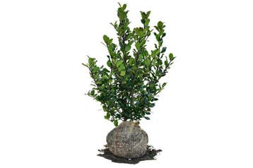 Hulst Heckenstar, Wintergroene Haag, Hulsthaag, Geen bessen!, Ophalen of Verzenden, Hulst, Haag, Minder dan 100 cm