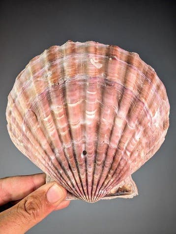 Grote Pecten-schelpdier Zeeschelp - Pectininae sp. (Zonder, Nieuw