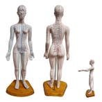 Acupunctuur en meridianen model (vrouw, 50 cm), Nieuw