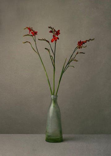 Tessa Posthuma de Boer - Crocosmia