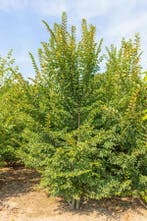 Ulmus minor Jacqueline Hillier meerstammig 200-250