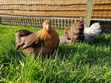 Cochin krielen in verschillende kleuren | Tamme kriel kippen, Meerdere dieren, Kip