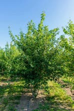 Acer rubrum meerstammig 250-300