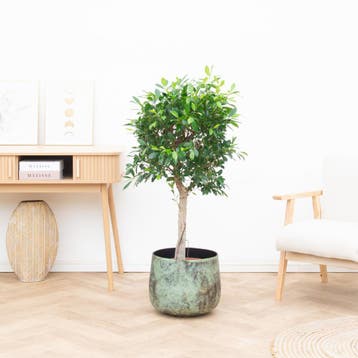 Green Bubble - Ficus Nitida op stam - 150cm - Ø32 cm, Ophalen of Verzenden