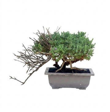 Jeneverbes bonsai (Juniperus) - Hoogte (boom): 29 cm -