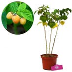 Gele Framboos Fallgold, Verzenden, Halfschaduw