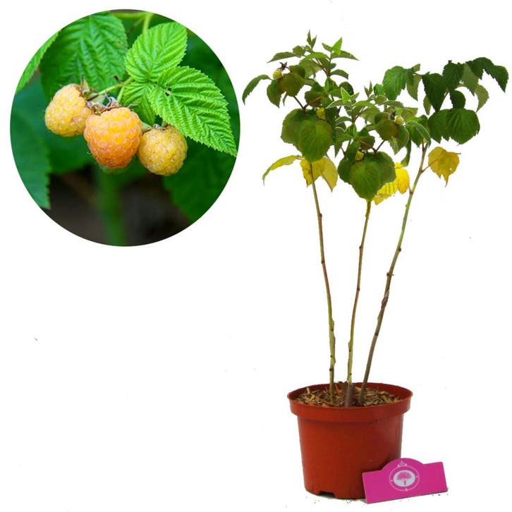 Gele Framboos Fallgold, Tuin en Terras, Planten | Fruitbomen, Halfschaduw, Verzenden