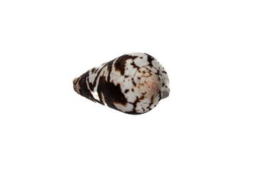 Gigant van zijn soort: Conus magus (62 mm) uit de Filipijnen