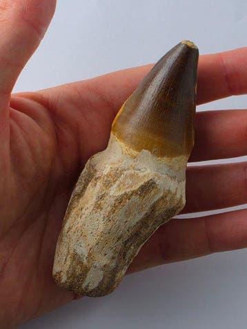 Mosasaurus - Fossiele tand - 10 cm (Zonder minimumprijs)
