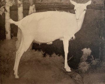 Jan Mankes (1889-1920) - Jonge Witte Geit
