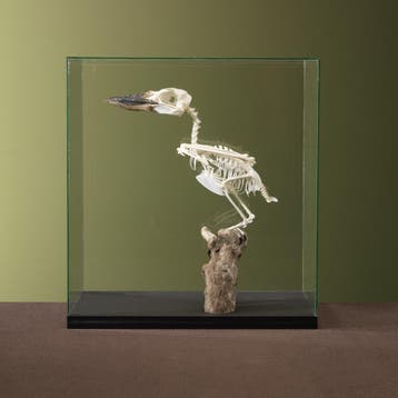 Kookaburra Skelet Taxidermie Opgezette Dieren By Max, Ophalen of Verzenden, Nieuw, Vogel, Opgezet dier