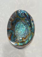 Abalone Gigante 16 cm zonder reserveprijs Zeeschelp -, Verzamelen, Nieuw