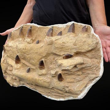 Spectaculaire mosasaurus-kaak Curry Prognathodon –, Verzamelen