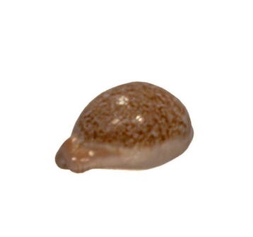 Roodbruine Zuid-Afrikaanse kauri: Cypraea fuscorubra (37 mm), Verzamelen, Nieuw