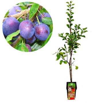 pruimenboom Prunus domestica Opal pruimenboom, Verzenden, Volle zon