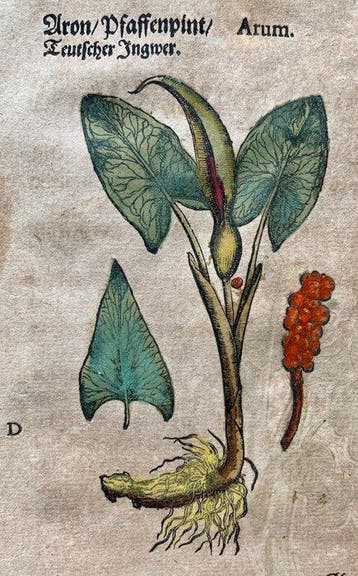 Pietro Andrea Mattioli - Contemporary hand-coloured leaf, Antiek en Kunst, Antiek | Boeken en Bijbels