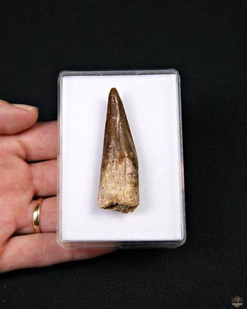Enorme Spinosaurus - Fossiele tand - Spinosaurus aegyptiacus