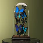 Vlinders in Stolp Taxidermie Opgezette Dieren By Max, Ophalen of Verzenden, Nieuw, Insect, Opgezet dier
