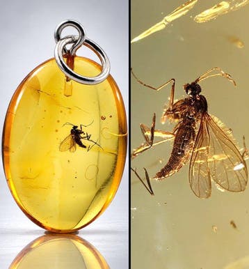 Zeldzaam uitziende Baltische Amber-insectenhanger – Behouden, Antiek en Kunst