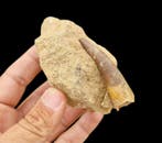 Zeereptiel - Fossiele tanden - plesiosaurio - 5.5 cm (Zonder