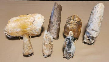 Wolharige mammoet - Gefossiliseerde slagtand