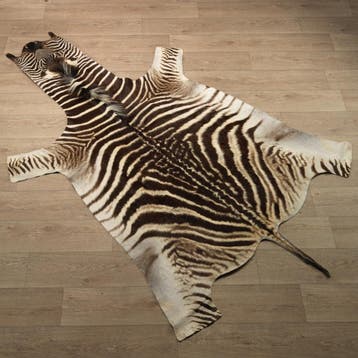 Zebra Huid Taxidermie Opgezette Dieren By Max, Ophalen of Verzenden, Nieuw, Wild dier, Opgezet dier