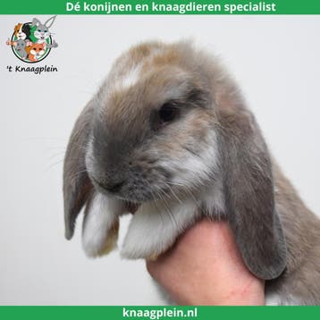 Tamme Franse Hangoren te koop! Gevaccineerd en Gecastreerd., Dieren en Toebehoren, Konijnen, Meerdere dieren, Groot, Hangoor, 0 tot 2 jaar