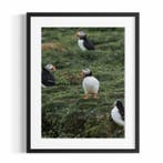 Fabio Accorrà - The puffin gaze