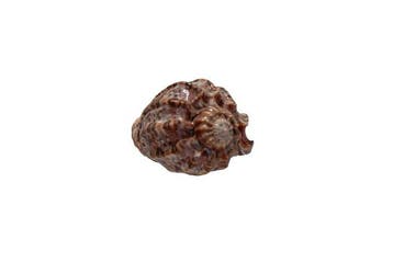 Echte harpschelp (Harpa harpa) | Elegant verzamelobject |, Nieuw