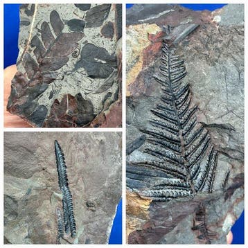 Drie mooie 3D-plantenfossielen uit de Carboniferous-periode