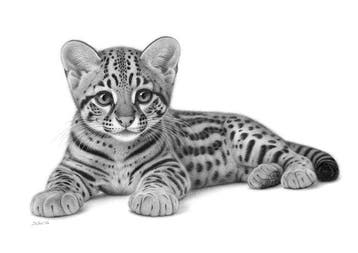 Schu - Ocelot Cub