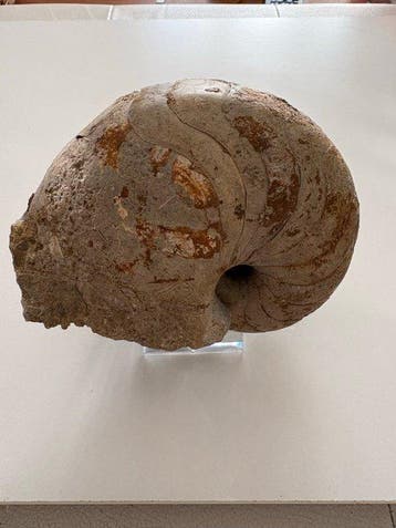 Ammoniet - Gefossiliseerde schelp - 10 cm - 12 cm (Zonder