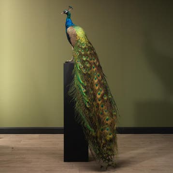 Blauwe Pauw Taxidermie Opgezette Dieren By Max, Verzamelen, Dierenverzamelingen, Ophalen of Verzenden, Nieuw, Vogel, Opgezet dier