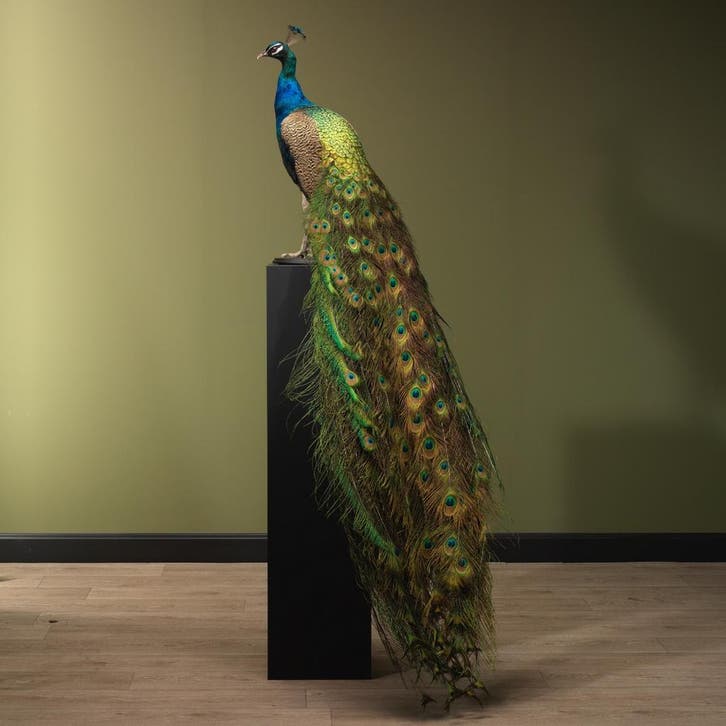 Blauwe Pauw Taxidermie Opgezette Dieren By Max, Verzamelen, Dierenverzamelingen, Opgezet dier, Nieuw, Vogel, Ophalen of Verzenden