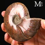 - Gefossiliseerde schelp - Ammoniet - Rode opaal Cleoniceras, Verzamelen, Mineralen en Fossielen