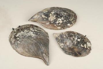 Penn Schelpen 300 gram, Ophalen of Verzenden, Nieuw