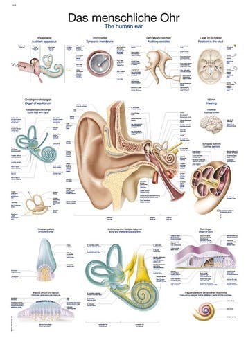 Anatomie poster oor en gehoorgang (Duits/Engels/Latijn,...., Nieuw
