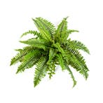 Green Bubble - Varen Nephrolepis Boston - 60 cm - Ø, Ophalen of Verzenden, Nieuw, Binnen
