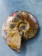 Ammoniet - Gefossiliseerde schelp - 220 mm - 195 mm, Verzamelen