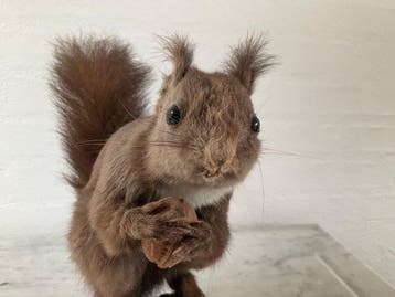 Eekhoorn Taxidermie wandmontage - Sciurus Vulgaris - 28 cm -