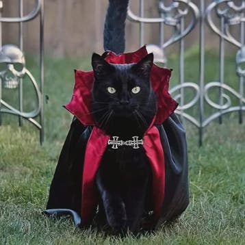 Halloween Vampier Cape & Hoed Set voor Katten - Feestelijke, Verzenden, Nieuw