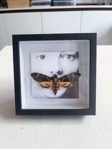 Insekt Taxidermie volledige montage - Deaths Head Hawkmoth