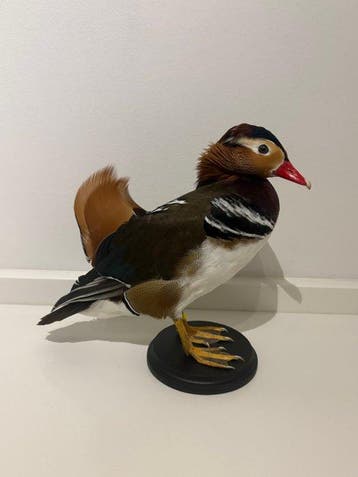 Mandarijneend Taxidermie volledige montage - Aix, Nieuw