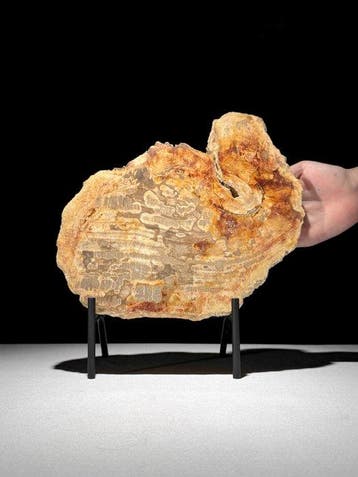 Prachtige plak versteend hout op een op maat gemaakte