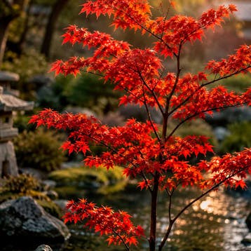 Japanse esdoorn `Palmatium` container (P10) Sierplanten, Verzenden, Overige soorten, Struik