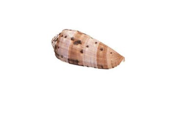 Conus circumcisus - Zeldzame Besneden Kegel - Uitzonderlijk, Nieuw