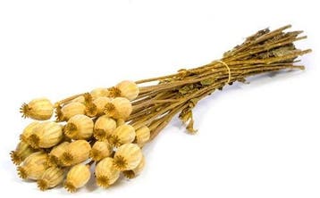 Papaverbollen Yellow, Ophalen of Verzenden, Nieuw