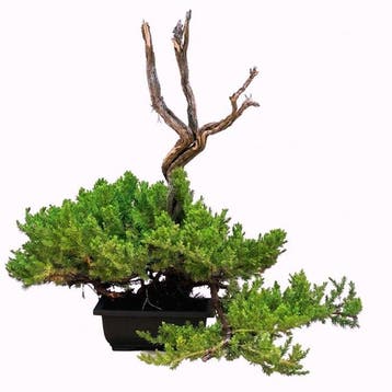 Jeneverbes bonsai (Juniperus) - Hoogte (boom): 43 cm -, Antiek en Kunst